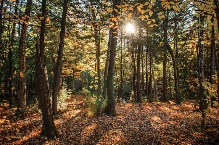 beautiful-shot-forest-with-green-trees-yellow-leaves-ground-sunny-day