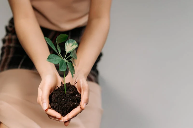 nurturing a plant